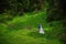 Wedding in mountains, a couple in love, in mountain forrest, standing on the path, among the lawn with the green grass, rustic sty