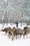 Wedding photo shoot in the winter forest, the bride and groom standing and hugging. Herd of deer in front of wedding