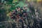 Wedding rings on green moss in forest.