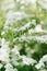 Wedding rings hang on a Bush branch with numerous white flowers in the spring