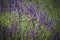 Wedding rings hanging on the lavender bush on her field