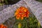 Wedding rings lie on a grid. Wedding rings lie on marigold flowers. preparation for the wedding ceremony.