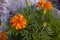 wedding rings lie on a grid. Wedding rings lie on marigold flowers. preparation for the wedding ceremony