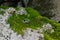 Wedding rings on moss