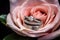 wedding rings on a pink rose, closeup of photo, wedding rings on top of pink rose, AI Generated