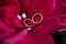 Wedding rings on poinsettia flower