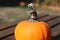 Wedding rings on pumpkin stem