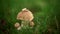 Wedding rings on a small beautiful mushroom in the forest.