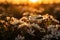 Wedding rings on white flowers against a stunning sunset