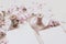 Wedding spring mockup scene with pink blossoming Japanese cherry tree branches, petals and silk ribbons on ceramic plate