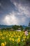 Wedding Studios in Sunflower Fields