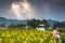 Wedding Studios in Sunflower Fields