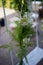 Wedding swing decorated with flowers hanging on the branches of the willow