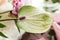 The wedding table setting for the newlyweds is decorated with fresh flowers of carnation, rose, anthurium and eucalyptus leaves.