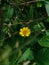 Wedelia chinensis flower among a grass