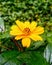 Wedelia chinensis flowers are yellow with green leaves