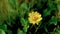 Wedelia chinensis Osbeck. Merr.Yellow Flower