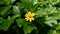 Wedelia flower ornamental plants are yellow
