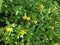 wedelia ground cover wallpaper