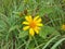 Wedelia trilobata wild grass flower plant