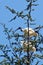 Wedge of African sacred ibis on larch tree