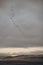 Wedge birds in California over the beach