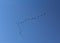 Wedge of birds flying against a blue sky