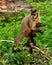 Wedge-capped capuchin