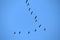 Wedge of flying wild Greater white-fronted geese Anser albifrons against blue sky