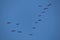 Wedge of flying wild Greater white-fronted geese Anser albifrons against blue sky