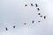 Wedge of flying wild Greater white-fronted geese Anser albifrons against cloudy sky