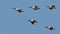 Wedge of pelicans flies in the blue sky