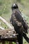 Wedge tail eagle