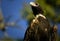 Wedge Tail Eagle