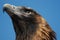 Wedge Tail Eagle