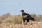 Wedge tail Eagle in outback Australia