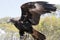 The wedge tail eagle is using his wings to balance