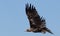 Wedge tailed eagle