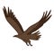 Wedge tailed eagle Aussie predator color vector character