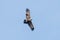 Wedge Tailed Eagle in Australia