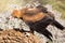 Wedge-Tailed Eagle Eating