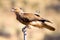 Wedge-Tailed Eagle in Flight