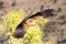 Wedge-Tailed Eagle in Flight