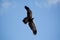 Wedge-Tailed Eagle in Flight