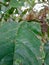 Wednesday July 19th, this is a photo of a hard and rough textured leaf