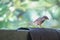 Wee Kurulla/Scaly-breasted Munia/Spotted Munia Lonchura puntulata. Very common resident bird of grasslands,