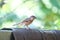 Wee Kurulla/Scaly-breasted Munia/Spotted Munia Lonchura puntulata. Very common resident bird of grasslands,