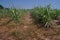 Weed control in sugarcane, burn down from post emergence herbicide