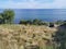 Weed field view and seascape with horizon skyline