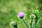 Weed fluffy bright pink thorn with sharp needles